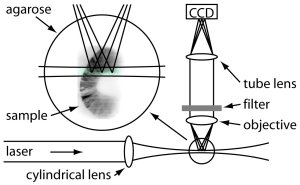 Diagram of optical microscope setup