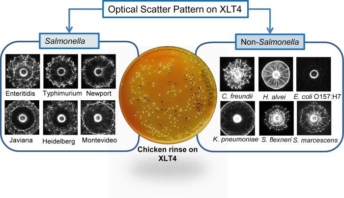 BARDOT spots the characteristic fingerprints of Salmonella