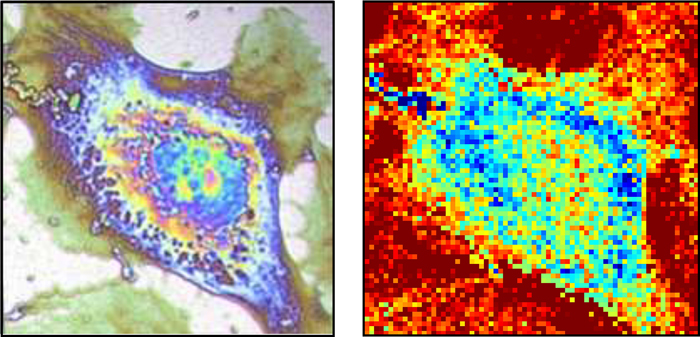 Standard microscopy (l) contrasted with new thermal imaging process (r). 
