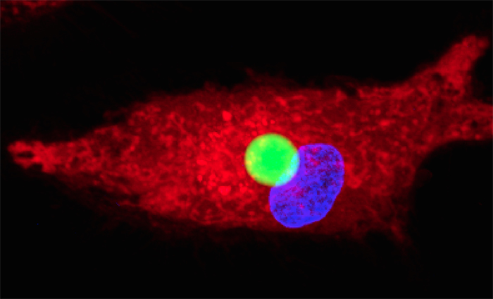 Confocal microscope image of a human macrophage cell containing the microresonator.