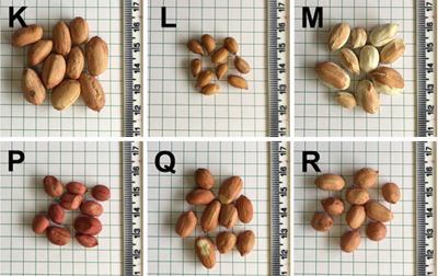 Seeds of different peanut genotypes. Click to see all.