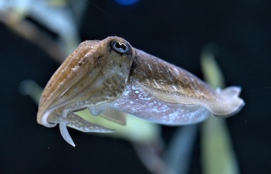 Cuttlefish: vision things