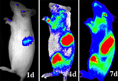 Optical Imaging shows Hematopoietic stem cell fates in rats. Click for more info.
