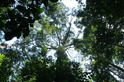 Shadows and tall trees: in “Sabah’s Lost World” in the Maliau Basin Conservation Area.