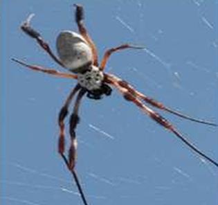 Nephila edulis spider: component supplier