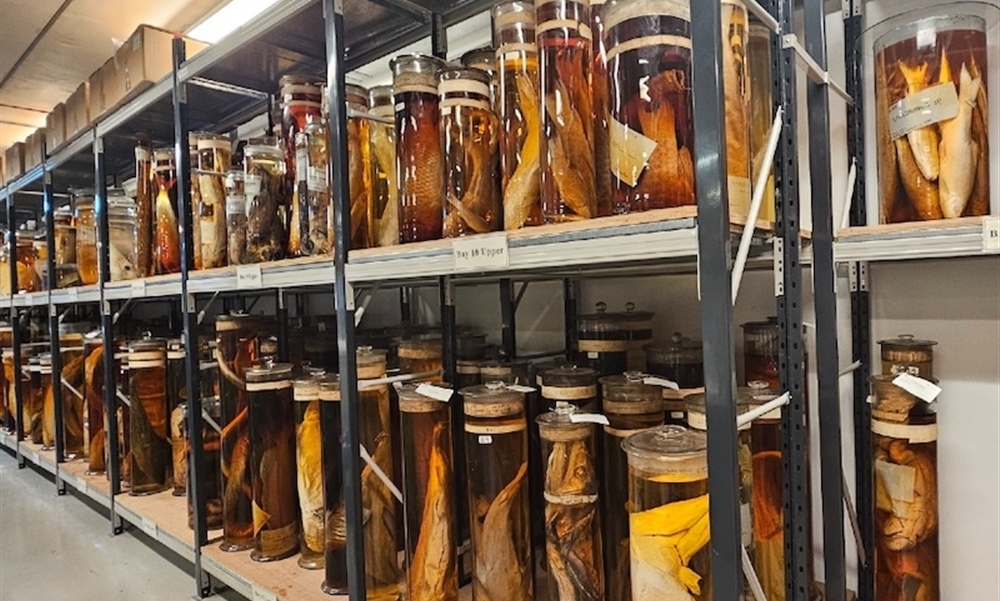 Raman spectroscopy looks inside Charles Darwin's jars
