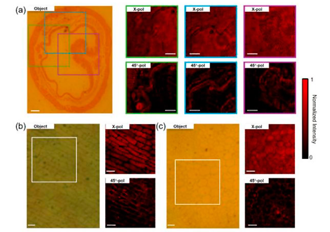 Label-free bright-field and edge-enhanced imaging of biological specimens.&nbsp;Credit:&nbsp;Opto-Electronic Science.