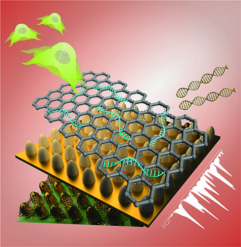 The biosensing platform consists of an array of ultrathin graphene layers and gold nanostructures. The platform, combined with high-tech imaging (Raman spectroscopy), detects genetic material (RNA) and characterizes different kinds of stem cells with greater reliability, selectivity and sensitivity than today's biosensors.  Image: Letao Yang, KiBum Lee, Jin-Ho Lee and Sy-Tsong (Dean) Chueng.
High Res