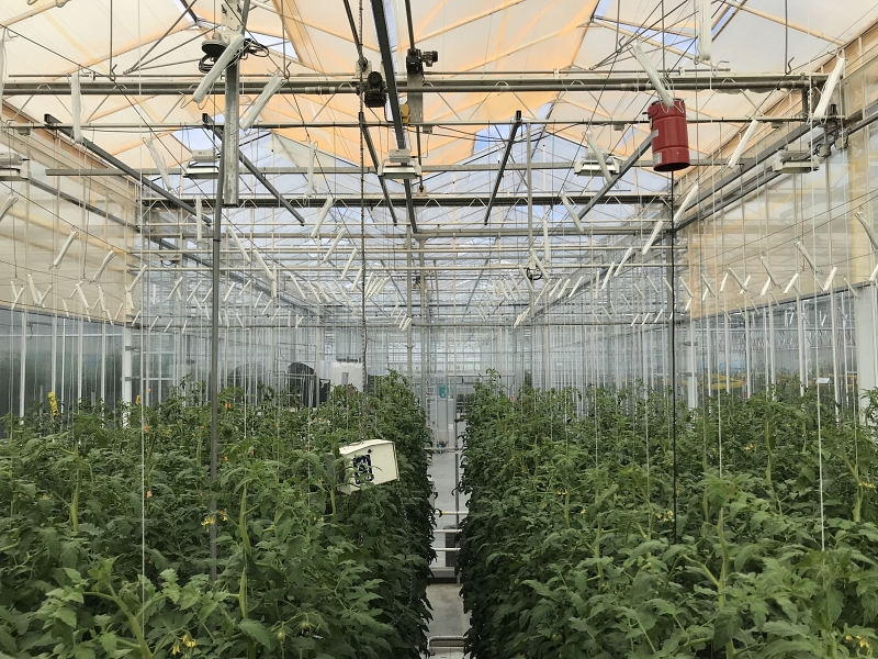 UbiQD's quantum dot-enabled retrofit greenhouse film, UbiGro&trade;, shown here deployed above rows of tomatoes in a research greenhouse in the Netherlands. Credit: UbiQD, Inc.