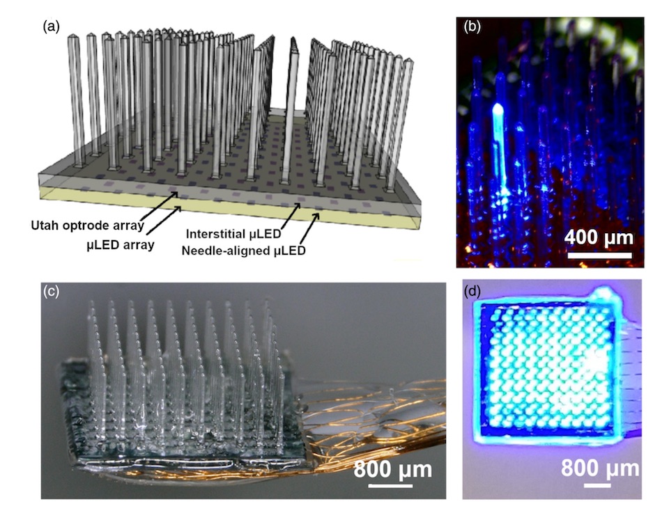 (a) Schematic of the integrated device with the glass Utah optrode array (UOA) bonded to a microLED array. (b) Illumination of a single microLED delivering high-intensity light to the needle tip. (c) Example of a fully-integrated device for in vivo experiments. (d) All optrode sites simultaneously illuminated. Credit: Neurophotonics.