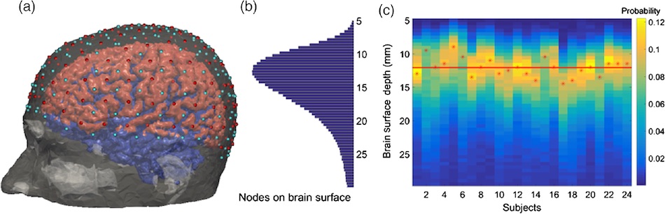 Diagram of a high-density diffuse optical tomography system with multiple sources and detectors. The surface of the brain is shown in pink and blue. Credit: SPIE/Neurophotonics.