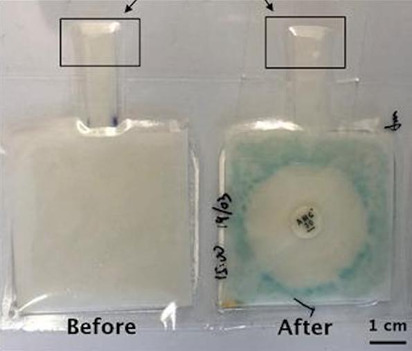 The device showing the results of a test with E Coli bacteria. Credit: ORC.