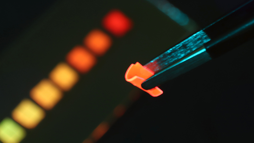 The newly developed solar concentrator when irradiated with blue LED light. The polymer material is so flexible that it can be bent with tweezers. Credit: EMPA.