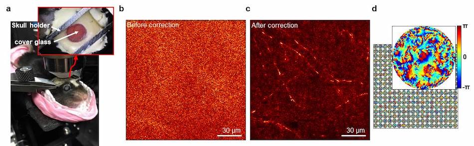Left to right: (a) Skull and brain sample to be imaged. (b) Reflectance image by conventional optical coherence microscopy. (c) Aberration-free high-resolution image obtained by the reflection matrix microscopy. (d) Phase maps of wavefront aberrations for small sub-regions of the image found by a new aberration correction algorithm. Credit: IBS/Nature Communications.