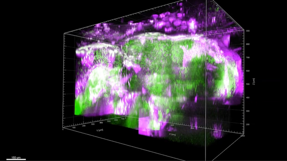 A three-dimensional reconstruction of the entire depth of the forebrain of an intact living adult zebrafish imaged with three-photon microscopy. Credit: Cornell Neurotech. 