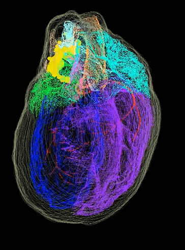 This image shows a whole-heart view of the 3D reconstructed male rat heart, showing the distribution of the heart's neurons in yellow. Image: Thomas Jefferson University et al.