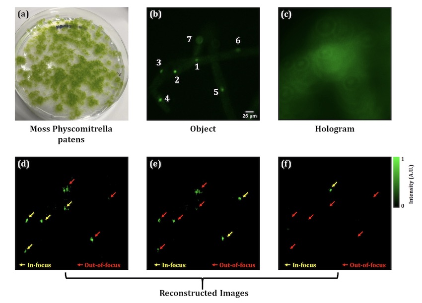 3D fluorescence imaging results for moss cells. Fluorescent images of nuclei, the recorded fluorescent hologram, and reconstructed images at different depths. Credit: Kobe University.