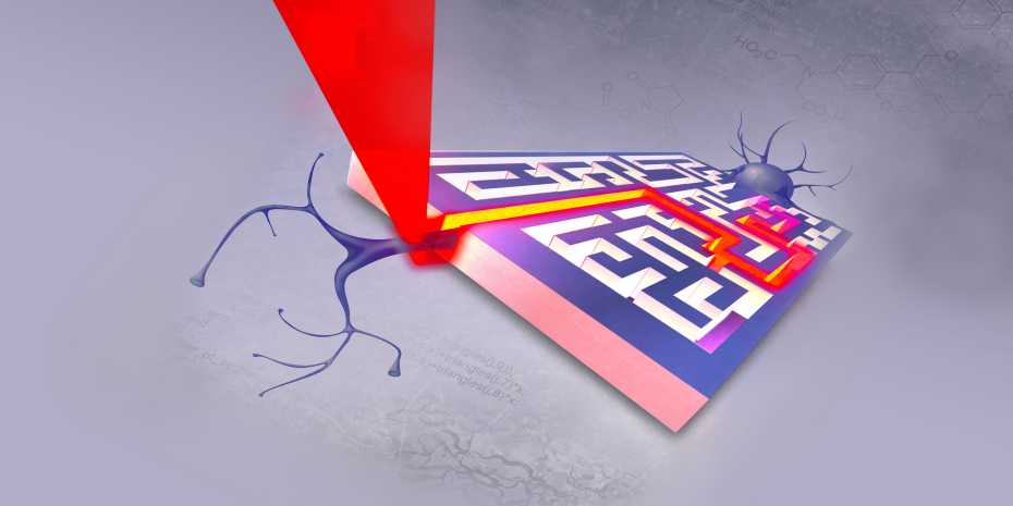 Neurons follow the mapped-out pattern in a hydrogel. Credit: ETH Zurich.