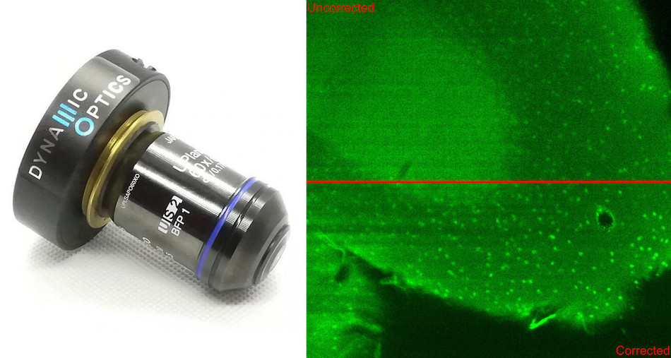 Left: the new plug-and-play lens can add adaptive optics correction to commercial optical microscopes. Right: A section of mouse brain acquired with a light sheet microscope and corrected with the adaptive lens. Credit: T. Furieri (CNR-IFN)/G. Calisei and A. Bassi (Politecnico of Milan)/E. Daini and A. Vilella (University of Modena and Reggio Emilia.