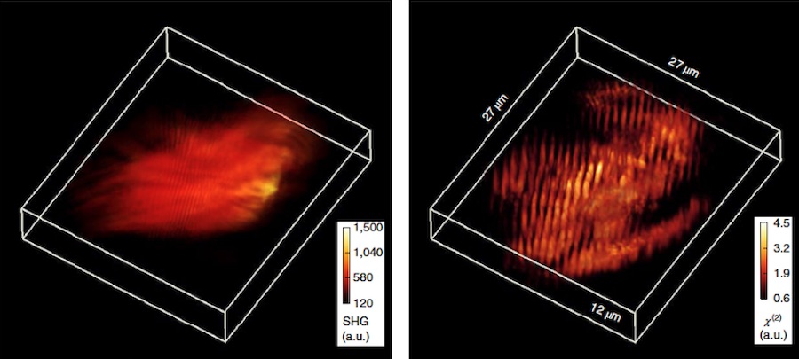 A 3D view of the wide-field SHG intensity measurement of a murine muscle slice (left). A 3D view of the sample tissue block after HOT reconstruction (right). Credit: Colorado State University.