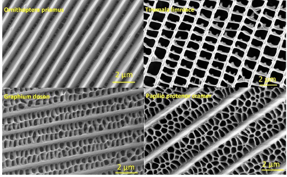 NANOMO examined nanostructures of black scales obtained from different butterflies and assessed their light trapping abilities when placed on Si-based solar panels. Credit: University of Oulu/Business Wire.