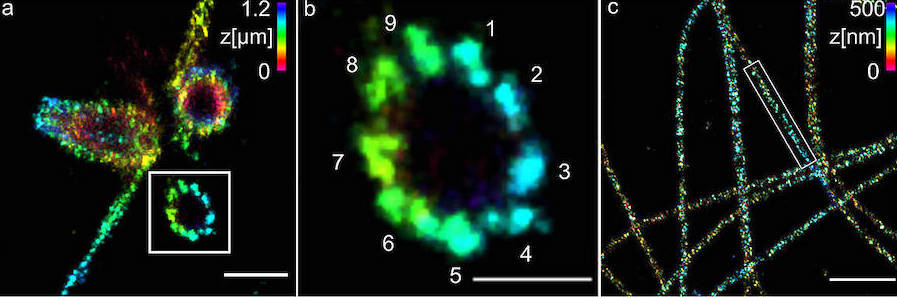 (a) Three-dimensional ExM-dSTORM of 3.2 times expanded centrioles. (b) The enlarged section of (a) shows the nine-fold symmetry of the percentile. Measuring bar 500 nanometers. (c) Three-dimensional Ex-dSTORM of 3.1-fold expanded tubulin filaments. Credit: Team Markus Sauer/Universit&auml;t W&uuml;rzburg.