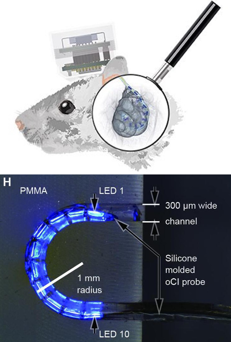 Top: Illustration of a rat with the head-mounted optical cochlear implant system. Bottom: A silicone-molded optical cochlear implant undergoing a bending test. Credit: Institute for Auditory Neuroscience, University Medical Center G&ouml;ttingen/D. Keppeler et al., Science Translational Medicine.