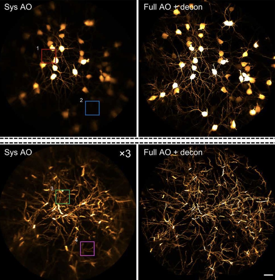 AO two-photon endomicroscope enables imaging of the mouse hippocampus at synaptic resolution over a large FOV Credit: HKUST