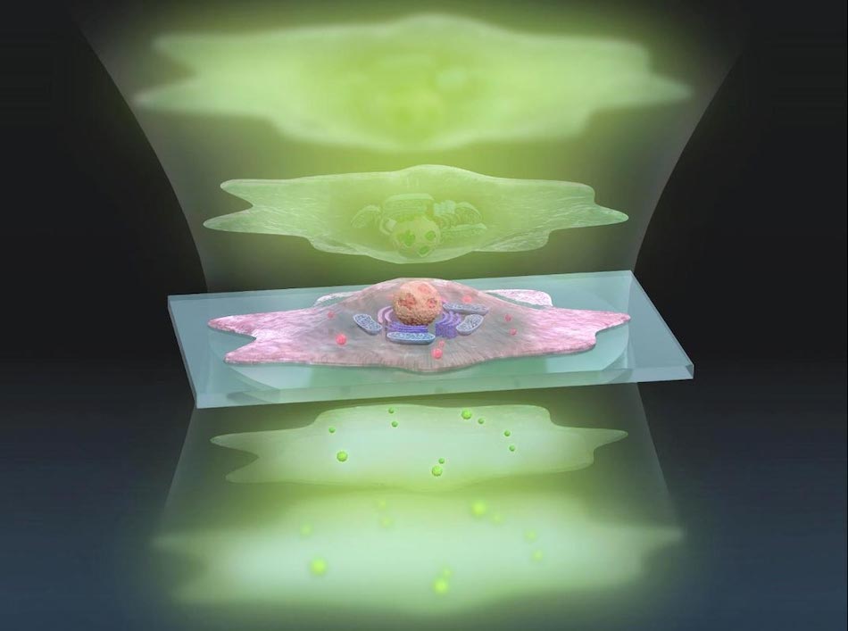 Artistic representation of the technique shows pulses of sculpted light (green, top) traveling through a cell (center), and exiting (bottom) where changes in the light waves can be analyzed and converted into a more detailed image. Credit: s-graphics.co.jp/University of Tokyo.
