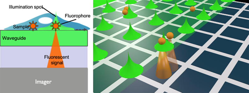 The concept of the fluorescence microscope on chip. Illumination spots are generated in the photonic circuit. The imager picks up a signal where the light excites the fluorophore. Images: imec.
