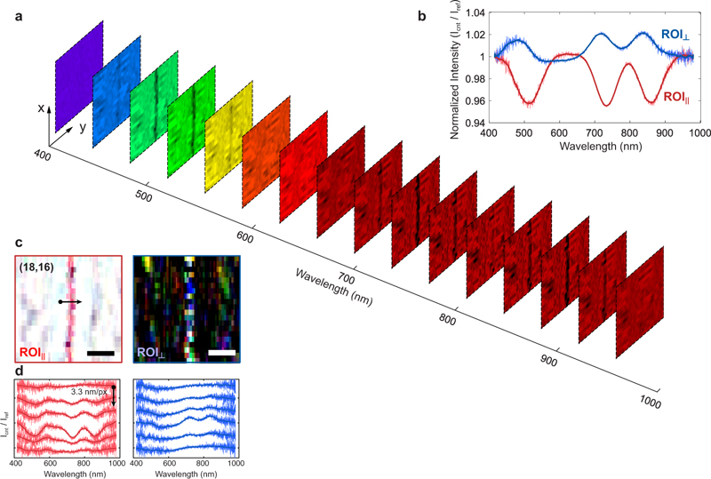 a Slices from the hyperspectral data show the transmission images ROIࢱROIࢱ of an (18,16) SW-CNT at different excitation wavelengths with a 35 nm interval. bRepresentative spectra of the SW-CNT acquired from ROIࢱROIࢱ and ROI&perp;ROI&perp;, respectively, by accumulating the spectra from 20 points along the SW-CNT. The reference spectrum is taken from the same sample with the same probe. c True-color images of the SW-CNT, constructed by converting the hyperspectral images into the RGB (red, green, and blue) channels using the CIE 1931 color matching functions. Scale bar: 50 nm. Pixel step: 3.33 nm (horizontal) and 10 nm (vertical). d Six adjacent near-field spectra across the SW-CNT along the black arrow in c, collected from ROIࢱROIࢱ (left panel) and ROI&perp;ROI&perp; (right panel), respectively. The scanning step is 3.3 nm per pixel. The integration time is 0.3 s per spectrum. The total light intensity delivered by the probe is roughly 30 nW. Images courtesy of Nature Communications / UCR.