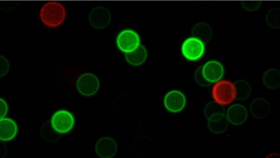 Microscopy image of fluorescent nanodiamonds. The nanodiamonds
