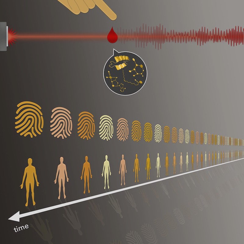Blood spectra are as individual as fingerprints. Researchers have now investigated how stable this molecular fingerprint of the blood is over time. Credit: LMU/MPQ.