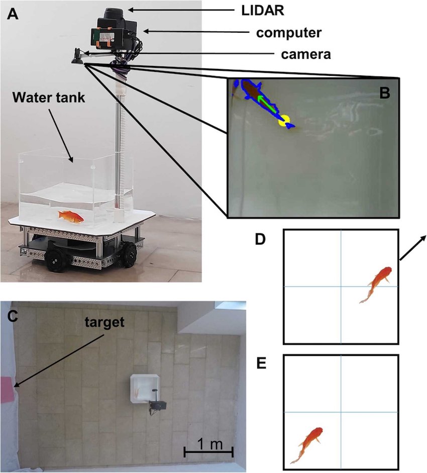 Overhead lidar and camera observed the location and motion of the fish in its tank, and the vehicle moves accordingly. Credit: Behavioural Brain Research/BGU.