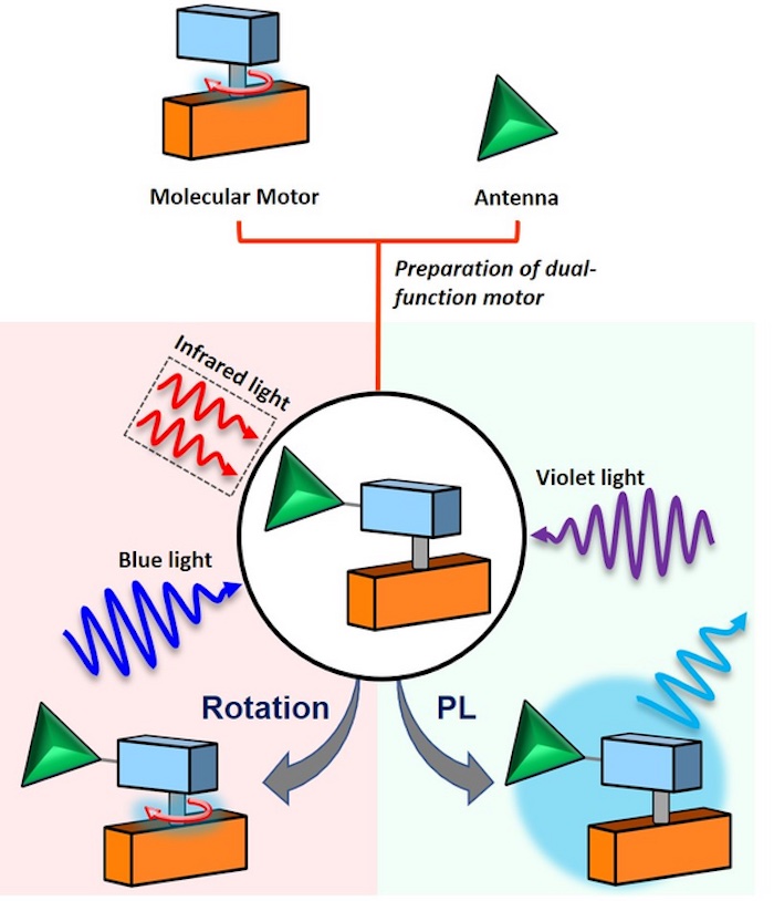 One of the two new dual-function motors was prepared by chemically attaching an antenna to a molecular motor. Rotation and photoluminescence (PL) can be controlled using light of different wavelengths. Credit: Lukas Pfeifer/UG.