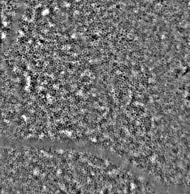Retinal pigment epithelium (RPE) cells observed with Cellularis. &copy; 2022 LAPD.</p>