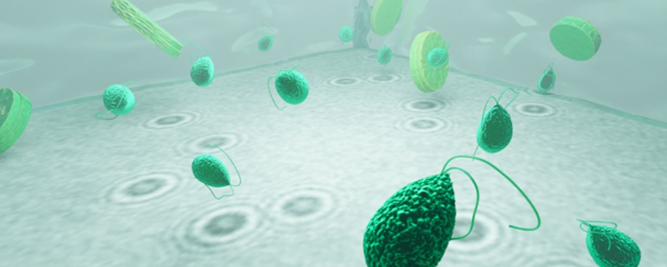 An illustration of microplankton in a solution. The round rings underneath are the holograms formed when light is refracted by the microplankton. Credit: University of Gothenburg.