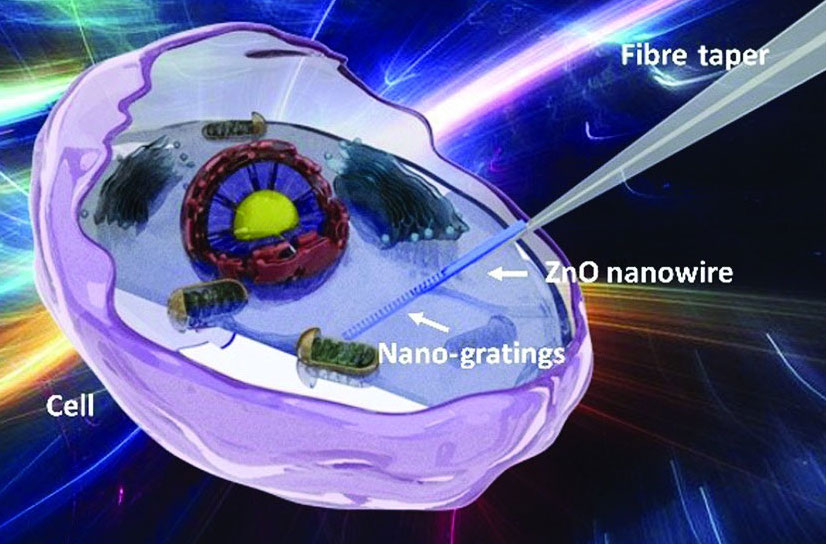 Illustration of a zinc oxide nanowire with etched gratings mounted on a fiber taper that can image inside live cells without chemical labels and without damaging the cell. Credit: Nanjing University/Advanced Photonics