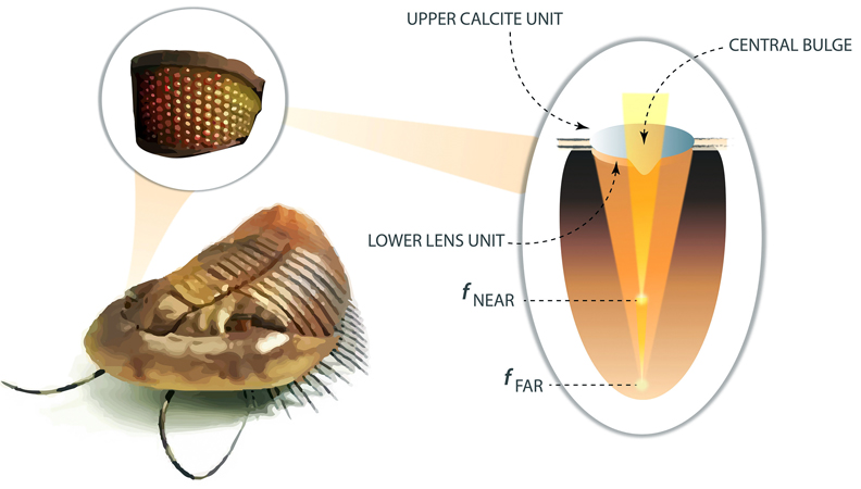 Inspired by the compound eyes of a species of trilobite, researchers at NIST developed a metalens that can simultaneously image objects both near and far. This illustration shows the structure of the lens of an extinct trilobite. Credit: NIST.