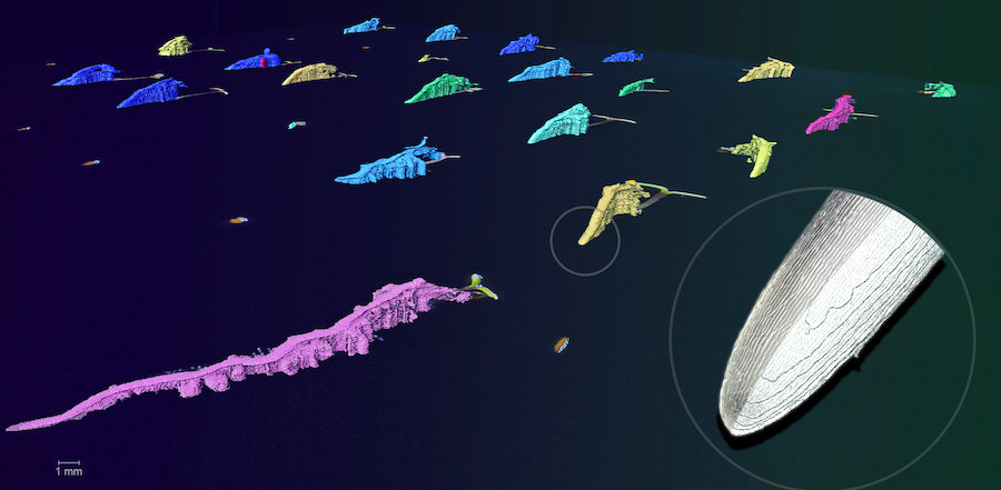 Computer vision, pattern recognition technologies and machine learning allows for the capture of dynamic biological processes, such as plant root growth, at high resolution and low cost. The root (circled) was created using photogrammetry at the root level for the first time using 4D profilometry. Credit: KAUST/Vinicius Lube.