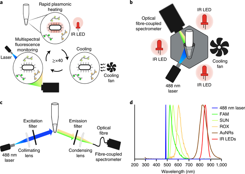 a, Schematic of multiplexed real-time plasmonic RT-PCR, with heating driven by IR LEDs acting on AuNRs and cooling aided by a 12 V fan. The AuNRs are suspended in solution in a 0.2 ml PCR tube, rapidly absorbing light from the LEDs and converting it to heat, allowing for fast PCR thermal cycling. A 488 nm laser and spectrometer setup provides real-time fluorescence detection and takes a measurement at the end of each annealing/extension hold. b, Schematic of the instrument. A PCR tube is surrounded by low-cost optical components, without Peltier heating elements. The main components of the instrument include a thin-walled PCR tube surrounded by three IR LED modules, a cooling fan, and a 488 nm laser and spectrophotometer setup for fluorescence detection. The three IR LED modules consist of 850 nm IR LEDs attached to heat sinks as well as heat-sink fans and placed concentrically surrounding the PCR tube. Temperature control can be achieved through closed-loop sensing with a wire thermocouple or through contactless open-loop control. c, Schematic of the fluorometer system. Light coming from a 488 nm laser passes through a collimating lens and filter before reaching the PCR tube. Light emitted from the tube passes through a condensing lens and a 500 nm edge emission filter (Semrock) before travelling through an optical fibre to reach the spectrometer. d, Graph depicting non-overlapping optical spectra of various components within the system, namely, 488 nm excitation peak, three emissions (520, 555 and 610 nm), IR LED excitation and AuNR absorbance. Credit: Columbia Engineering / Nature Nanotechnology.