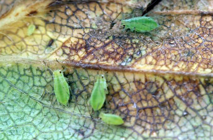 Who can ever forget this one? Potato aphids. Image courtesy of Aston / Harper-Adams universities.