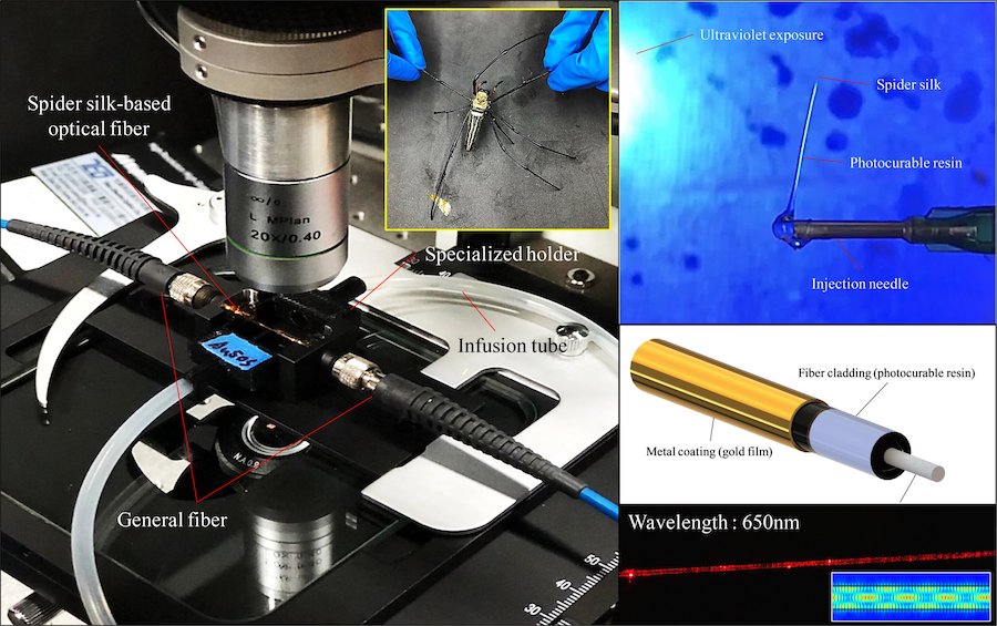 Researchers used the light-guiding properties of spider silk to develop a sensor that can detect and measure sugar concentrations based on refractive index. Credit: Cheng-Yang Liu/National Yang Ming Chiao Tung University.