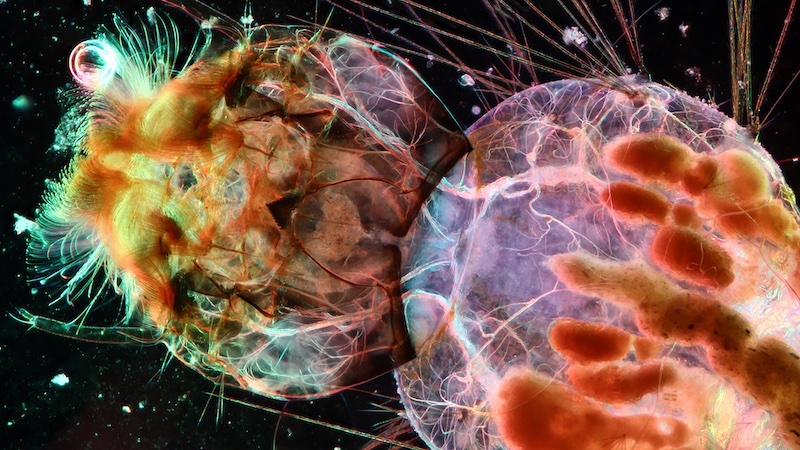 Head of mosquito larva acquired with Zeiss Axiostar. Credit: H. Lin, Foshan City, China.
