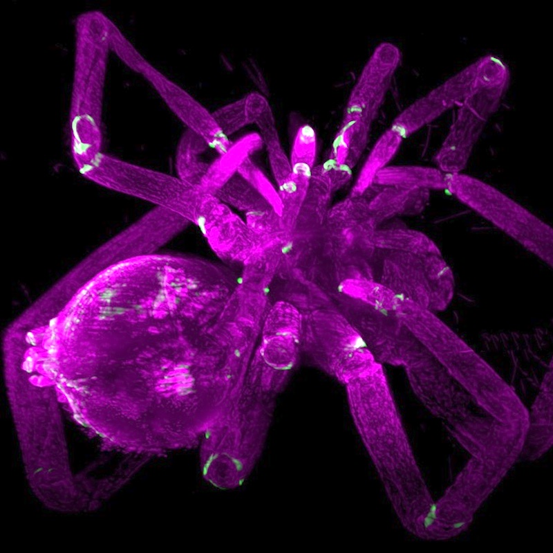 Cleared spider acquired with Zeiss Lightsheet Z.1. Credit: S. Dupichaud, Plateforme d'Imagerie Cellulaire SFR Necker, Paris.