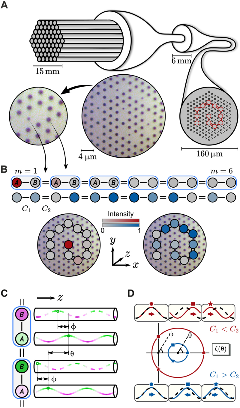 Topological states in fiber.
(A) Fiber fabrication process: Using a fiber drawing tower, stacked glass capillaries are formed into canes and then fiber. Right: The transverse structure is preserved. Middle: Optical micrograph of fiber cross section with dark air holes and lighter gray glass. Left: Three glass cores and the different size air holes between them. (B) Smaller air holes correspond to stronger intercore coupling (double bonds), and larger air holes correspond to weaker coupling (single bonds). A Su-Schrieffer-Heeger (SSH) chain (34) has alternating couplings and two cores (A and B) per unit cell (blue boxes). Its supermodes include topological edge states (top, red) and bulk states (middle, blue). The chains are wrapped into compact spirals within the fiber cross section (bottom). (C) The topological invariant &nu; is encoded in the phase differences (&straightphi; within a unit cell and &theta; for neighboring cells) between optical waves propagating in neighboring cores (see main text). (D) The function &zeta;(&theta;) has argument &straightphi; and draws a circle in the complex plane. The circle winds around the origin for C1 < C2 (topological, red) but not for C1 > C2 (trivial, blue). Boxes: Phase difference &straightphi; between A cores (solid) and B cores (dashed) for corresponding &theta; values on the circles. 
Graphic courtesy of Science Advances / University of Bath.