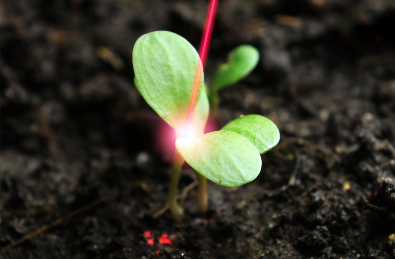 An alternative to chemical pesticides. Laser technology enables precise and selective weed control. Photo: LZH.