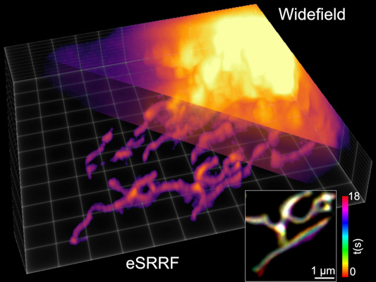 3D live-cell super-resolution imaging with eSRRF: Mitochondria dynamics observed in U2OS cells expressing TOM20-Halo, loaded with the fluorescent marker JF54, with a multi-focus microscope are super-resolved by 3D eSRRF processing of the dataset. This allows a super-resolved volumetric view of 20 x 20 x 3.6 &mu;m3 at a rate of ~1Hz in a living cell.