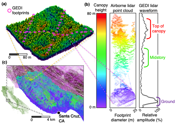 Study uses 3D waveform profiles of forest structure to model tree biodiversity. Image: NAU / Environmental Research: Ecology (IOP). 