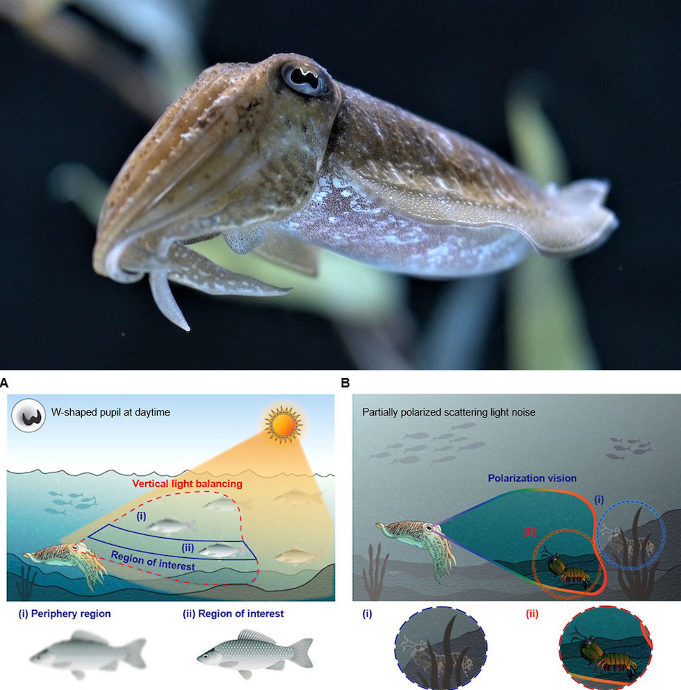 The eyes of a cuttlefish have evolved to improve image contrast in uneven illumination. Credit: Pixabay stock photo/GIST.